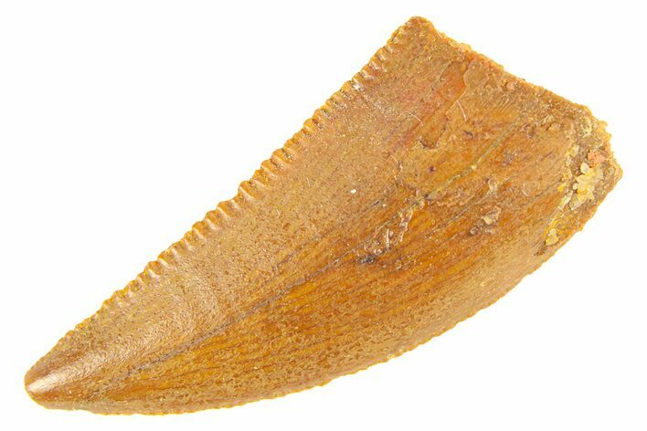 Serrated, Raptor Tooth - Real Dinosaur Tooth #294573